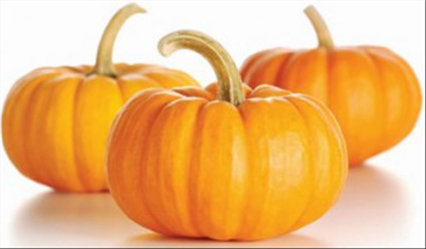 Dýně - tykev obecná